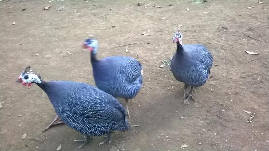 Bhavan's Nature and Adventure Centre